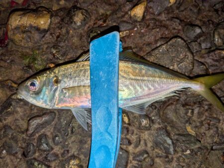 久しぶりのアジ